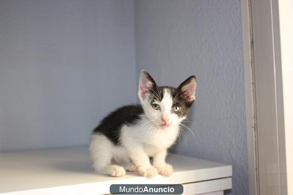 REGALO GATITO DE 1 MES