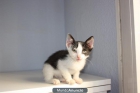 REGALO GATITO DE 1 MES - mejor precio | unprecio.es