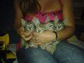 REGALO GATITOS