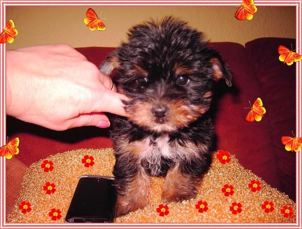 yorkshire terrier preciosa hembrita