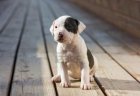 American Staffordshire - mejor precio | unprecio.es