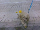 cruce de caniche - mejor precio | unprecio.es