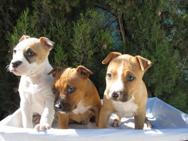 EXCELENTES CAMADAS CACHORROS PURA RAZA