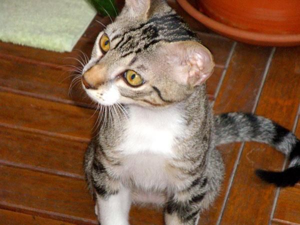 NO COMPRES; ADOPTA!! Gatito Roni en adopción.