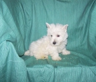 PRECIOSOS CACHORRITOS DE WEST HIGHLAND TERRIER - mejor precio | unprecio.es