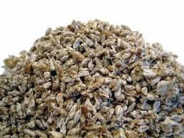 Semilla de seta