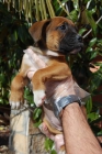 única hembra de BOXER CANELA Y BLANCA 180 euros - mejor precio | unprecio.es
