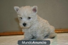 West highland - Westy - con pedigree de la LOE, - mejor precio | unprecio.es