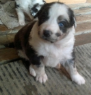 Blue merle border collie - mejor precio | unprecio.es