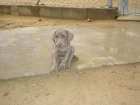 cachorros braco de weimar - mejor precio | unprecio.es