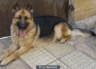 cachorros de pastor aleman con pedigree - mejor precio | unprecio.es