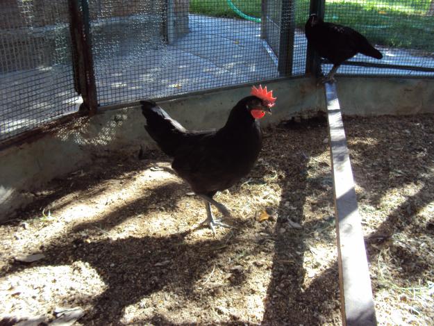 Pollos de raza Gallina Castellana Negra