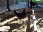Pollos de raza Gallina Castellana Negra - mejor precio | unprecio.es