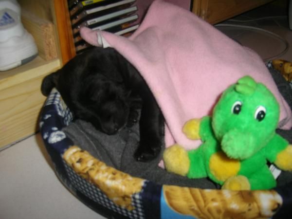 Regalo cachorro mestizo Collado Villalba