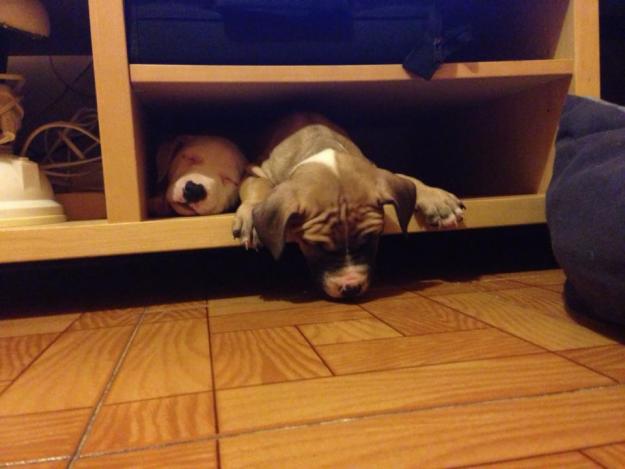 Se vende cachorros de American Pitbull Terrier