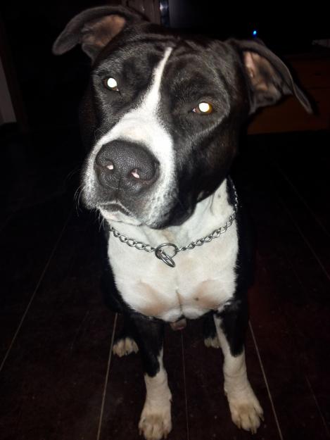 American staffordshire terrier se ofrece para monta
