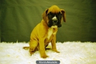 Boxer de Calidad con 2 meses machos y hembras disponibles - mejor precio | unprecio.es