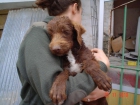 BRUNO: cachorro de agua ABANDONADO EN PLENA TORMENTA. TLF. 649220494 - mejor precio | unprecio.es