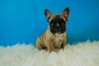 Bulldog Frances cachorritos de primera calidad - mejor precio | unprecio.es