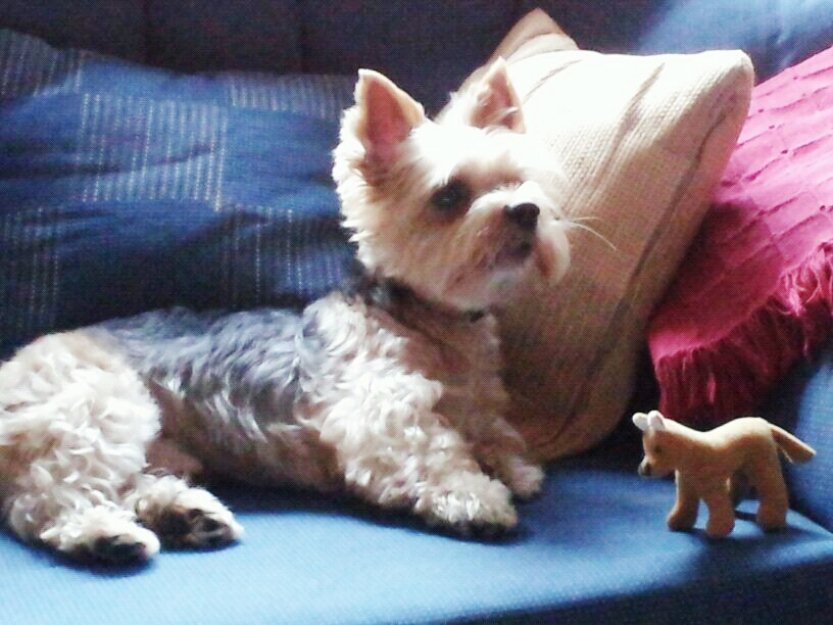Busco novia yorkshire en vigo