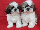 Cachorros de Shih_tzu buuen precio - mejor precio | unprecio.es