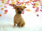Chihuahua de talla pequeña cachorros de gran calidad - mejor precio | unprecio.es