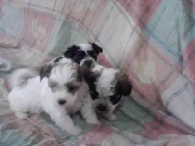 en venta 3 hembras de maltes con pekines