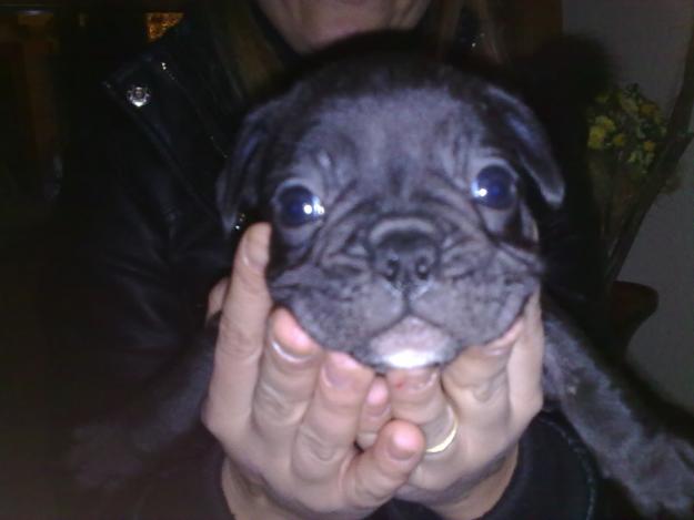 HEMBRA BULLDOG FRANCES