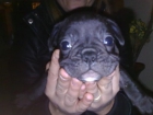 HEMBRA BULLDOG FRANCES - mejor precio | unprecio.es