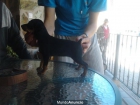 IMPRESIONANTE HEMBRA DE MINI PINSCHER - mejor precio | unprecio.es