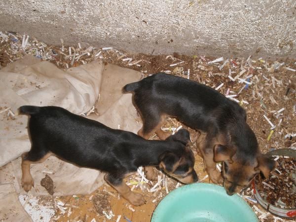 jack terrier