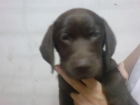 Labrador retriever cachorros dorados, negros , chocolate - mejor precio | unprecio.es