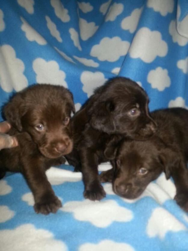 Labradores chocolate