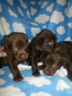 Labradores chocolate - mejor precio | unprecio.es