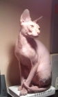 MAGNIFICO GATO SPHYNX PARA MONTAS - mejor precio | unprecio.es