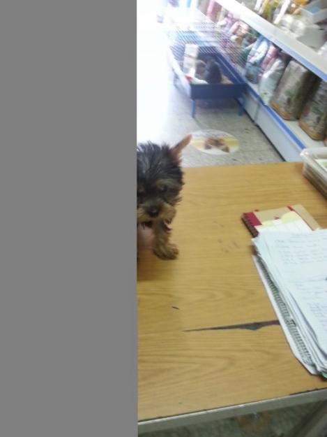 Preciosa cachorrita yorkshire terrier toy