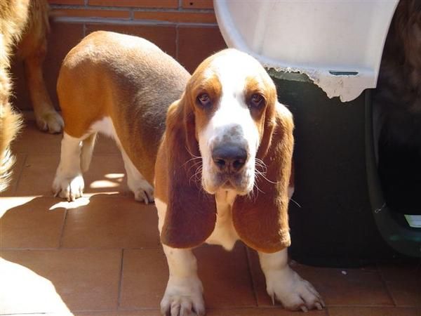 REGALO BASSET HOUND