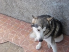 Regalo Husky - mejor precio | unprecio.es