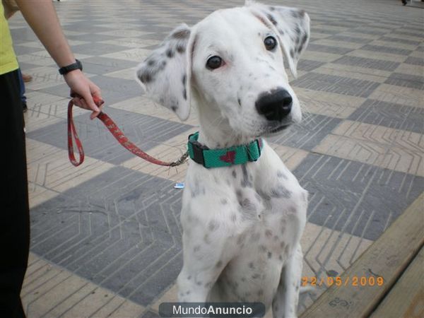 Se necesita casa de acogida para este cachorro! URGENTE