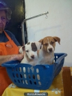 Se regalan cachorros, disponible una hembra y un macho - mejor precio | unprecio.es