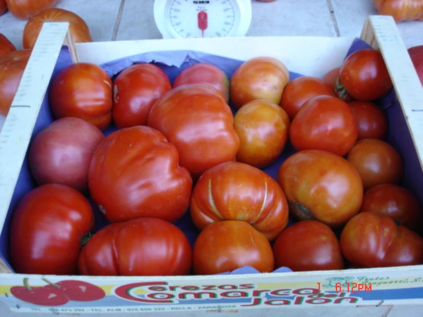 Tomates Gordo muy ricos y sabrosos ecologicos