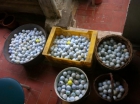 Vendo bolas de golf - mejor precio | unprecio.es