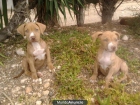 Vendo cachorros de Pitbull terrier de raza (rednoise) - mejor precio | unprecio.es