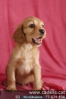 Perros con Garantía Veterinaria CADELLS.CAT: Cachorros de varias razas pequeños y medianos, criadero, tienda,venta - mejor precio | unprecio.es
