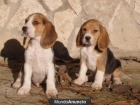 Beagle, tu cachorro de pura raza a buen precio ju - mejor precio | unprecio.es