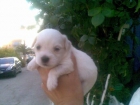 Cachorritos de bichon maltes con 30 dias se enseñan - mejor precio | unprecio.es