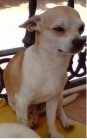 CHIHUAHUA MACHO BUSCA NOVIA (VALENCIA) - mejor precio | unprecio.es