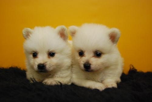Pomerania Blancos Excelentes Ejemplares