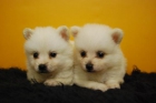 Pomerania Blancos Excelentes Ejemplares - mejor precio | unprecio.es