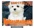 PRECIOSOS MALTESES NACIDOS EN MALLORCA TEL 696173083 - mejor precio | unprecio.es